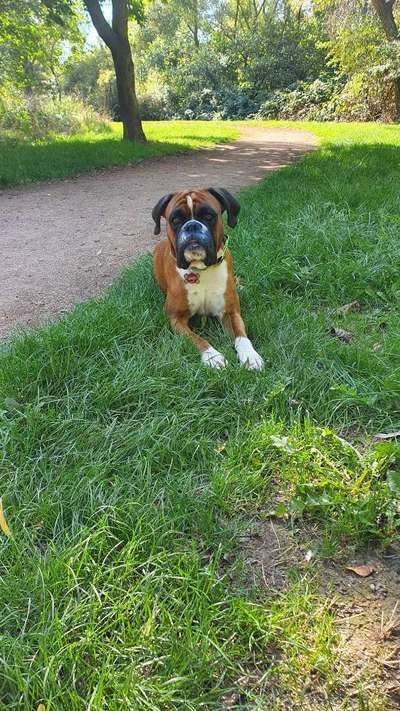 Deutsche Boxer-Beitrag-Bild