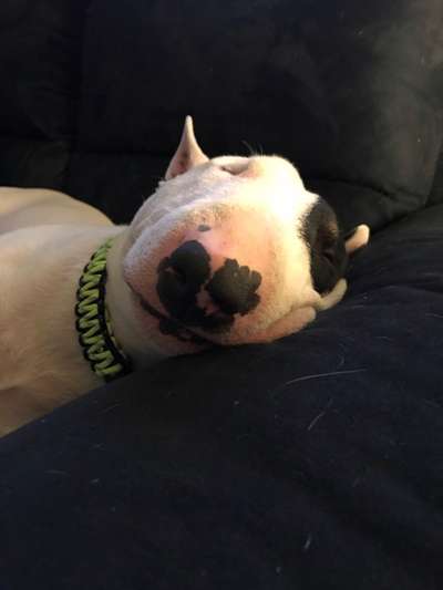 Miniatur Bull Terrier-Beitrag-Bild