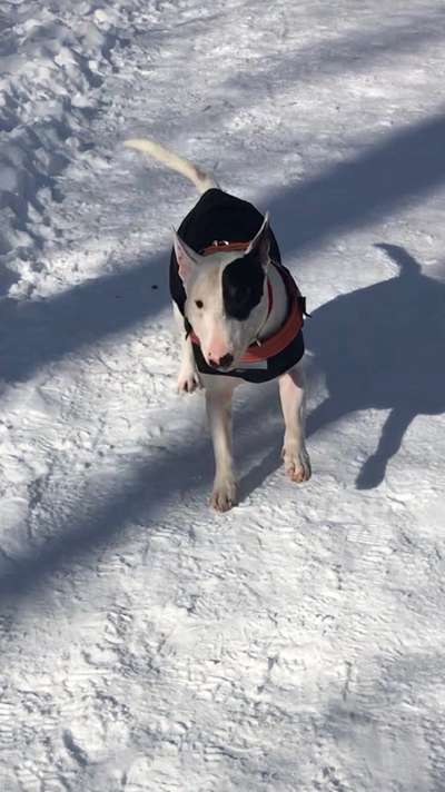 Miniatur Bull Terrier-Beitrag-Bild