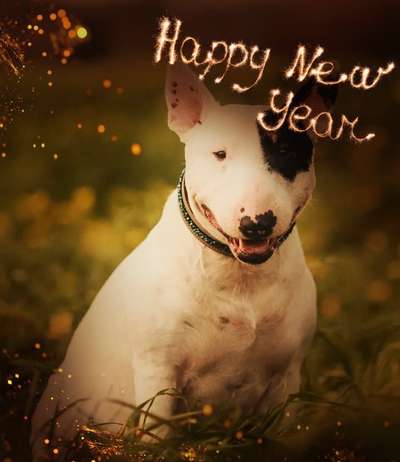 Miniatur Bull Terrier-Beitrag-Bild