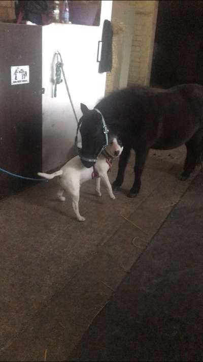 Miniatur Bull Terrier-Beitrag-Bild