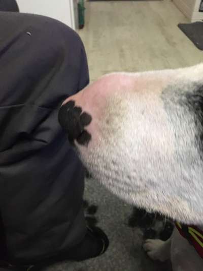 Miniatur Bull Terrier-Beitrag-Bild