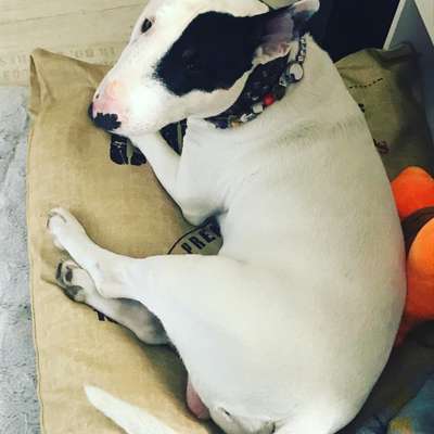 Miniatur Bull Terrier-Beitrag-Bild