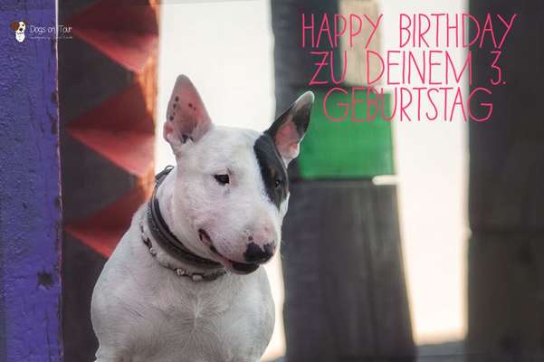 Miniatur Bull Terrier-Beitrag-Bild