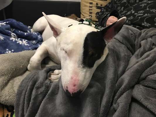 Miniatur Bull Terrier-Beitrag-Bild