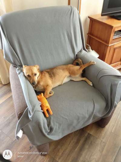 TierschutzhundeStammtisch🐕-Beitrag-Bild