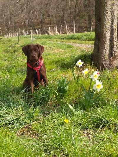 Aussiedors oder Leopard Labrador Gruppe-Beitrag-Bild