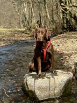 Labradorfans-Beitrag-Bild