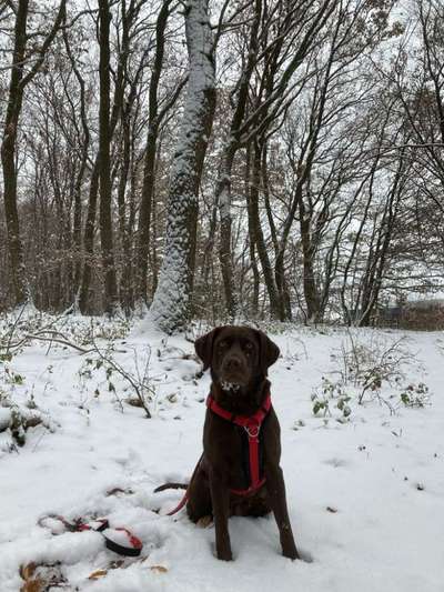 Labradorfans-Beitrag-Bild