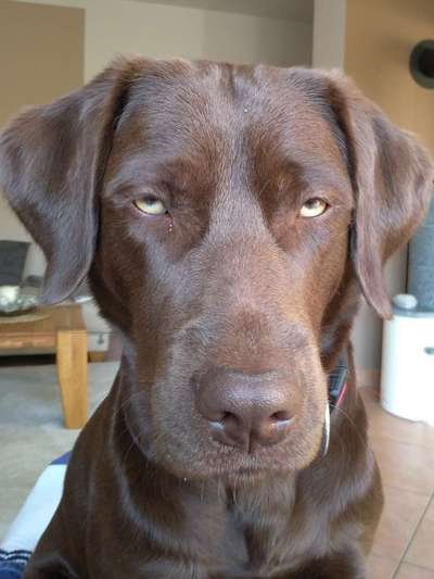 Dogorama Photo Challenge- genervter Blick-Beitrag-Bild