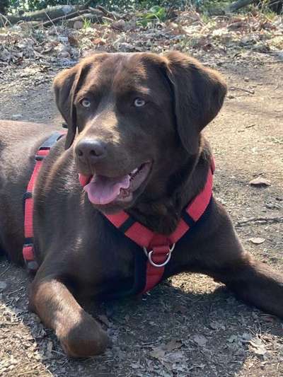 Labradorfans-Beitrag-Bild