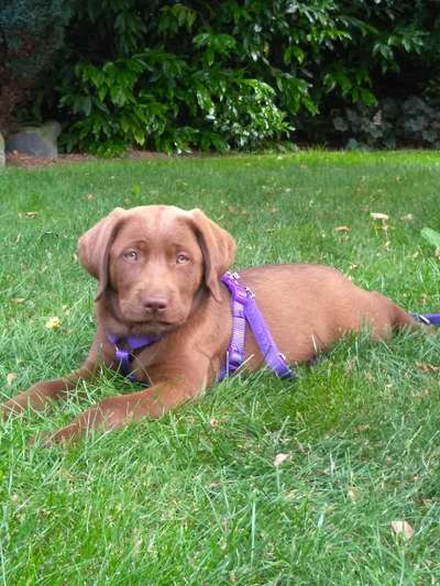 Labradorfans-Beitrag-Bild