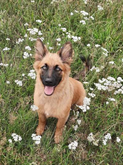 Dein Hund im Dogorama-Kalender 2021-Beitrag-Bild