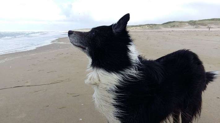 Dein Hund im Dogorama-Kalender 2021-Beitrag-Bild