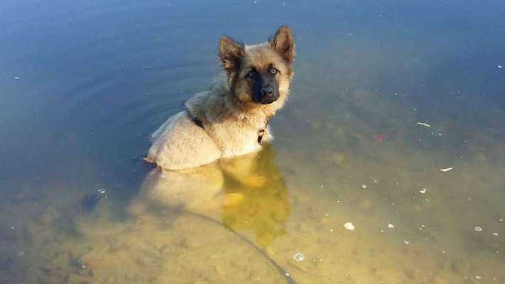 Zeigt mal die schönsten Bilder von euren Hunden !-Beitrag-Bild