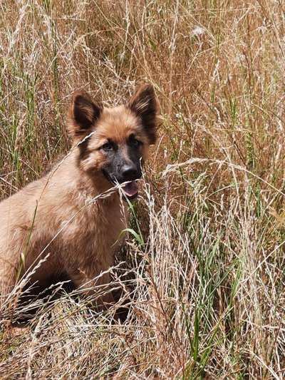 Harzer Fuchs-Beitrag-Bild