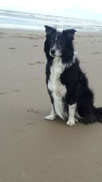 Dein Hund im Dogorama-Kalender 2021-Beitrag-Bild