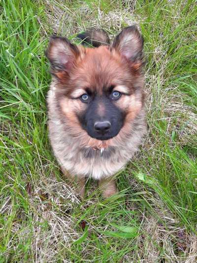 Dein Hund im Dogorama-Kalender 2021-Beitrag-Bild