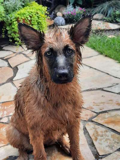 Dein Hund im Dogorama-Kalender 2021-Beitrag-Bild