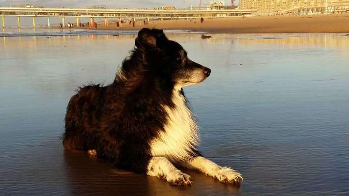 Dein Hund im Dogorama-Kalender 2021-Beitrag-Bild