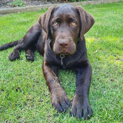 Hundetreffen-Welpen Treffen