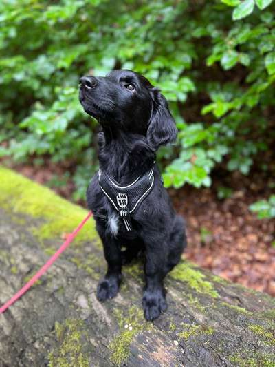 Flat Coated Retriever-Beitrag-Bild