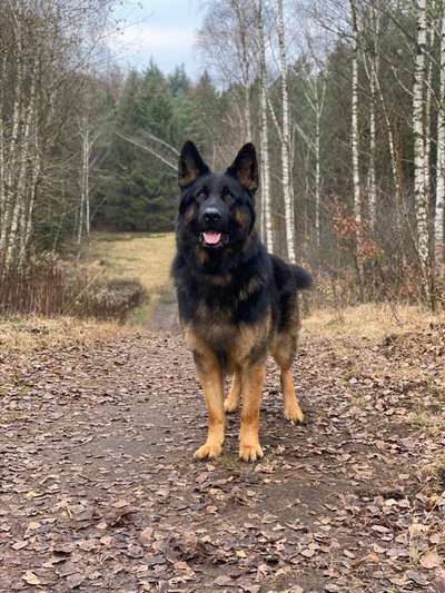 Deutsche Schäferhunde, Belgische Schäferhunde.-Beitrag-Bild