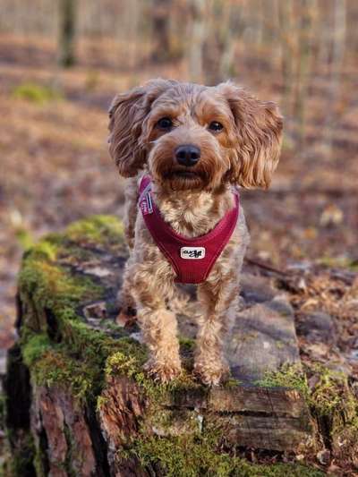 Hundetreffen-Gassirunde mit kleineren Hunden-Bild