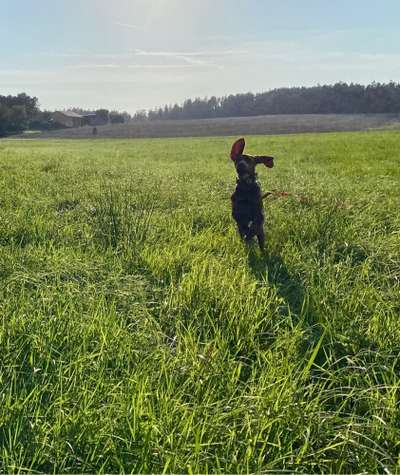 Hundetreffen-Aktiver Vizsla Junghund sucht Spielkameraden zum toben-Bild