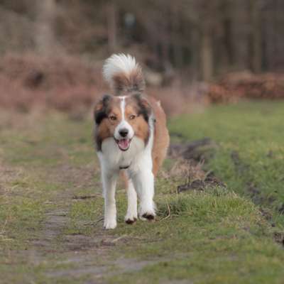 Hundetreffen-Social Walk-Bild