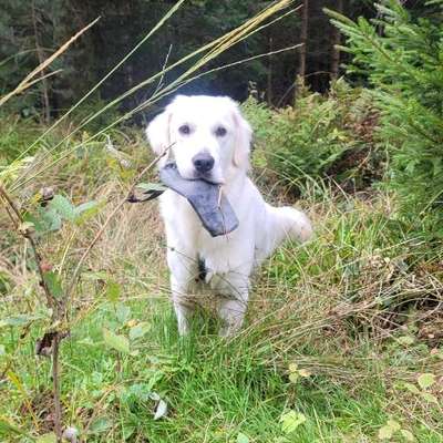 Hundetreffen-Gassitreffen-Bild