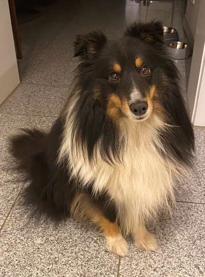 Shelties-Beitrag-Bild