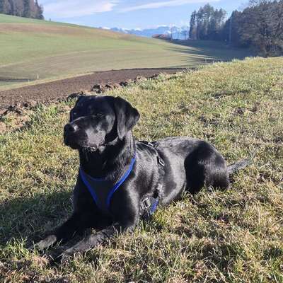 Hundetreffen-Spazieren & Spielen-Bild