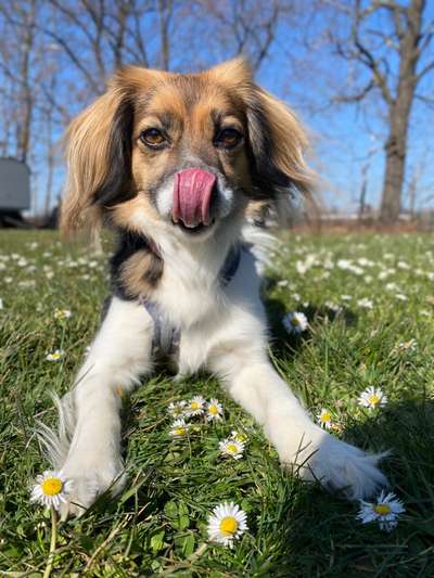 Postet das beste Foto von euren 4 beinern-Beitrag-Bild