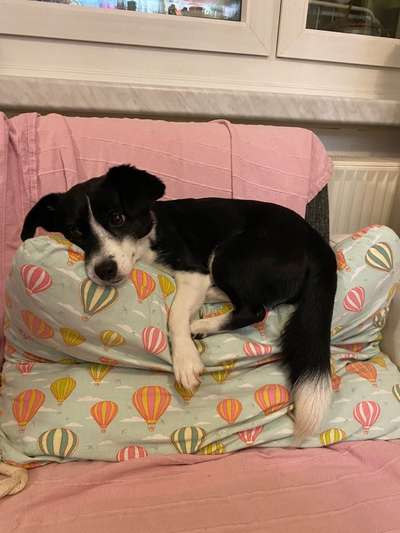 Jack Russell Terrier-Beitrag-Bild