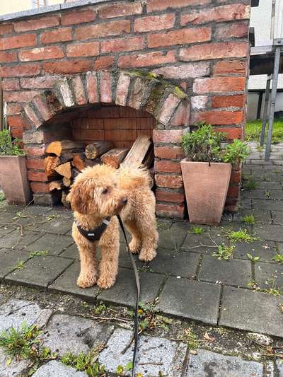 Hundetreffen-Max sucht Spielkameraden-Bild