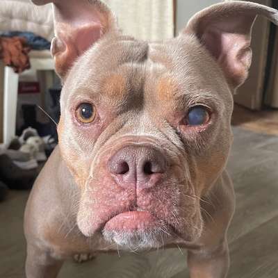 Auge verletzt , nun blau und milchig-Beitrag-Bild