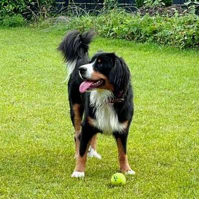Entlebucher Sennenhund-Beitrag-Bild
