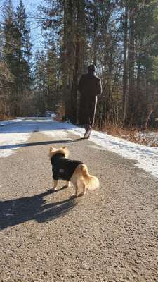 Hundetreffen-Gassirunde zum Freunde finden (WE)-Bild