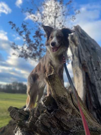 Gibt's hier noch mehr Border Collies???-Beitrag-Bild