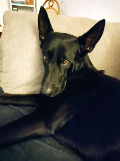 Dogorama Photo Challenge - Hundeblick zum hinschmelzen-Beitrag-Bild