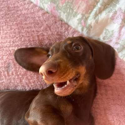 Hundetreffen-Gassirunde/Spieletreff mit meinem 7- monaten alten Zwergdackel Pino-Bild