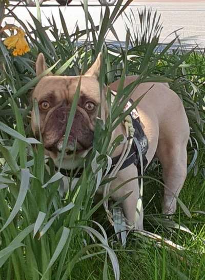 Zeigt her eure Frenchi-Beitrag-Bild