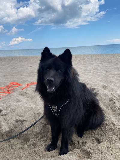 Eurasier hier?-Beitrag-Bild