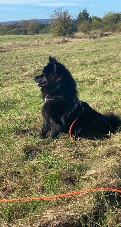 Eurasier hier?-Beitrag-Bild