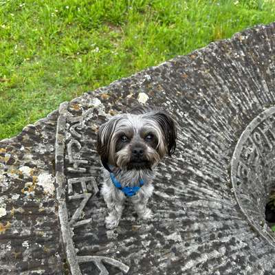 Hundetreffen-Hunde Begegnungen gemeinsam üben-Bild