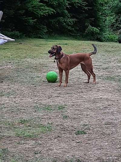 Mischlingshunde Foto Aufruf-Beitrag-Bild