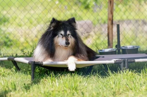 Hundepensionen-Hundehausen-Bild