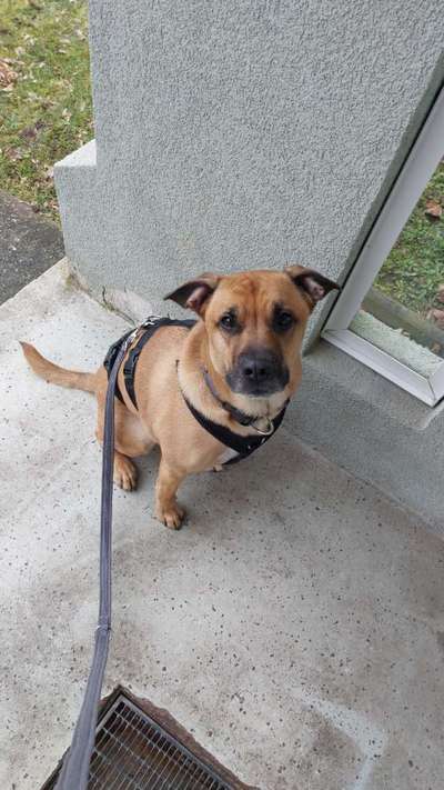 Hundetreffen-Hundebegnungen üben/ Social Walk-Bild