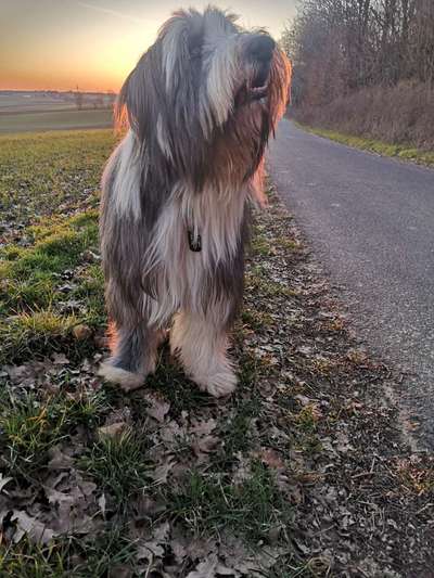 Challenge 23 : "  Euer Hund beim Frühlingserwachen "-Beitrag-Bild